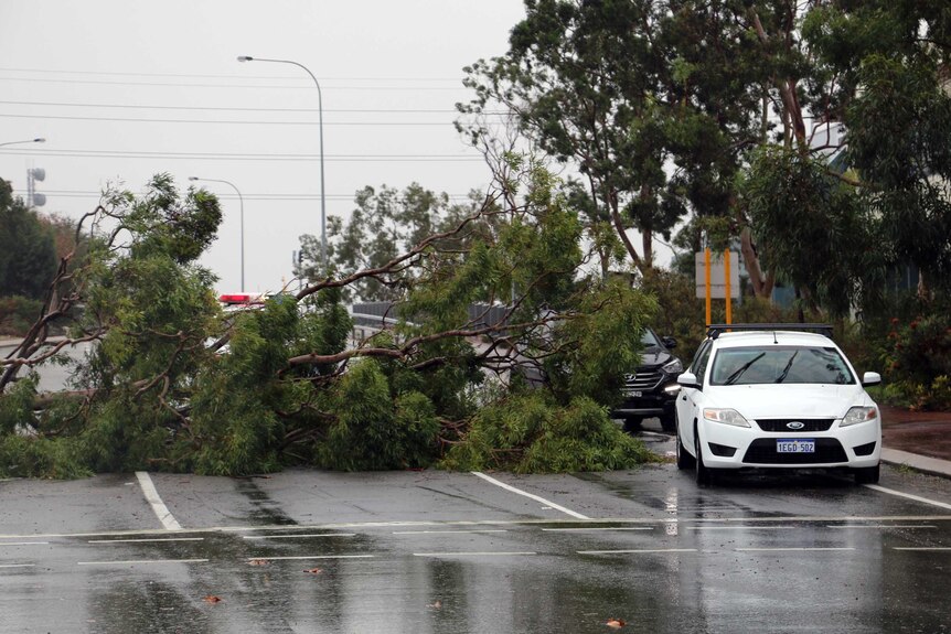 Trees brought down in Perth storm