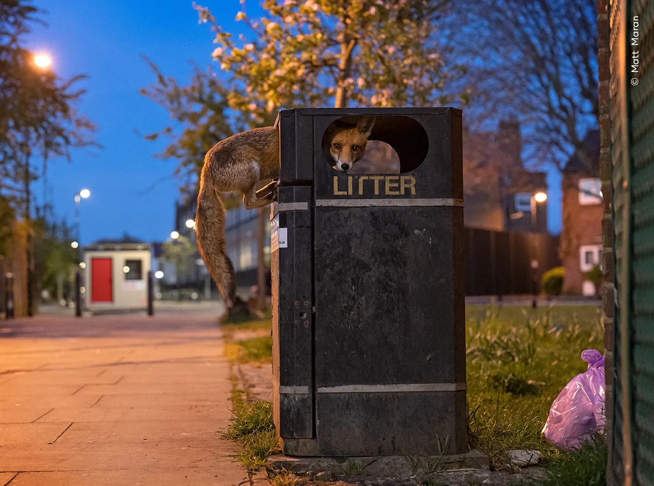 A young male red fox learns the best time to climb into a street bin in London