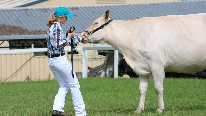 A young lady wearing a check shirt, blue cap and white jeans leads a white Illawarra dairy cow.