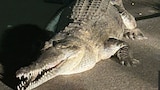 A large crocodile sitting on a footpath. 