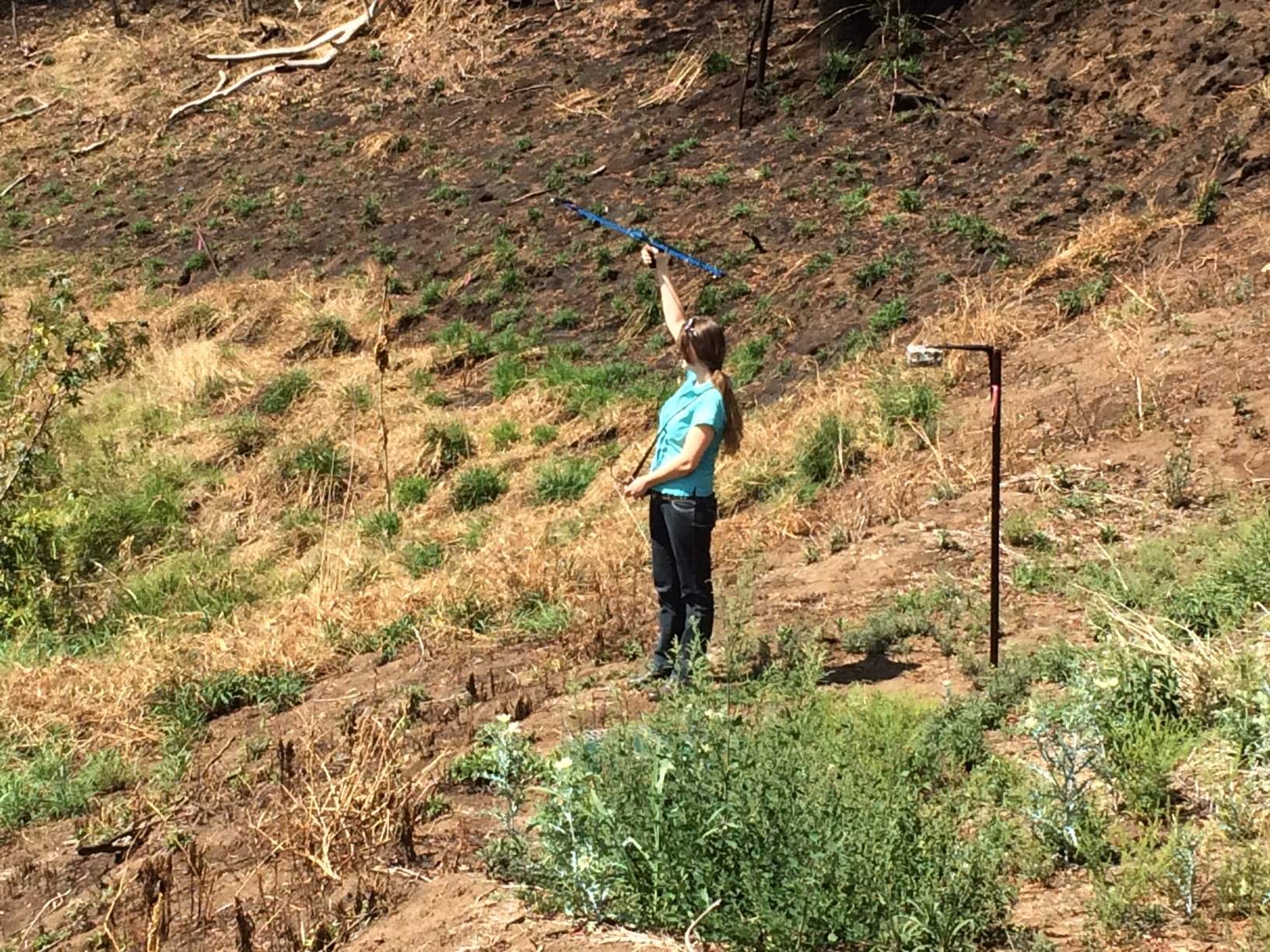 Tenthill Creek rabbit infestation could threaten Lockyer Valley ...