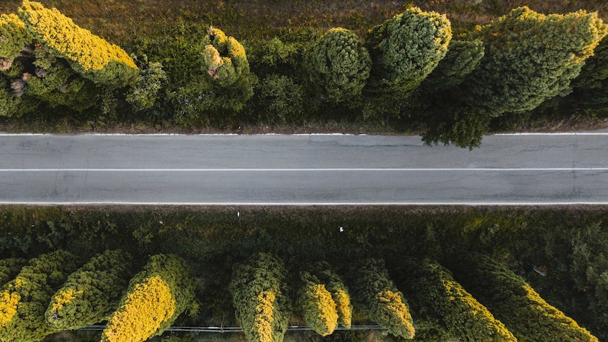 top shot of cypress trees separated by road directly in the middle