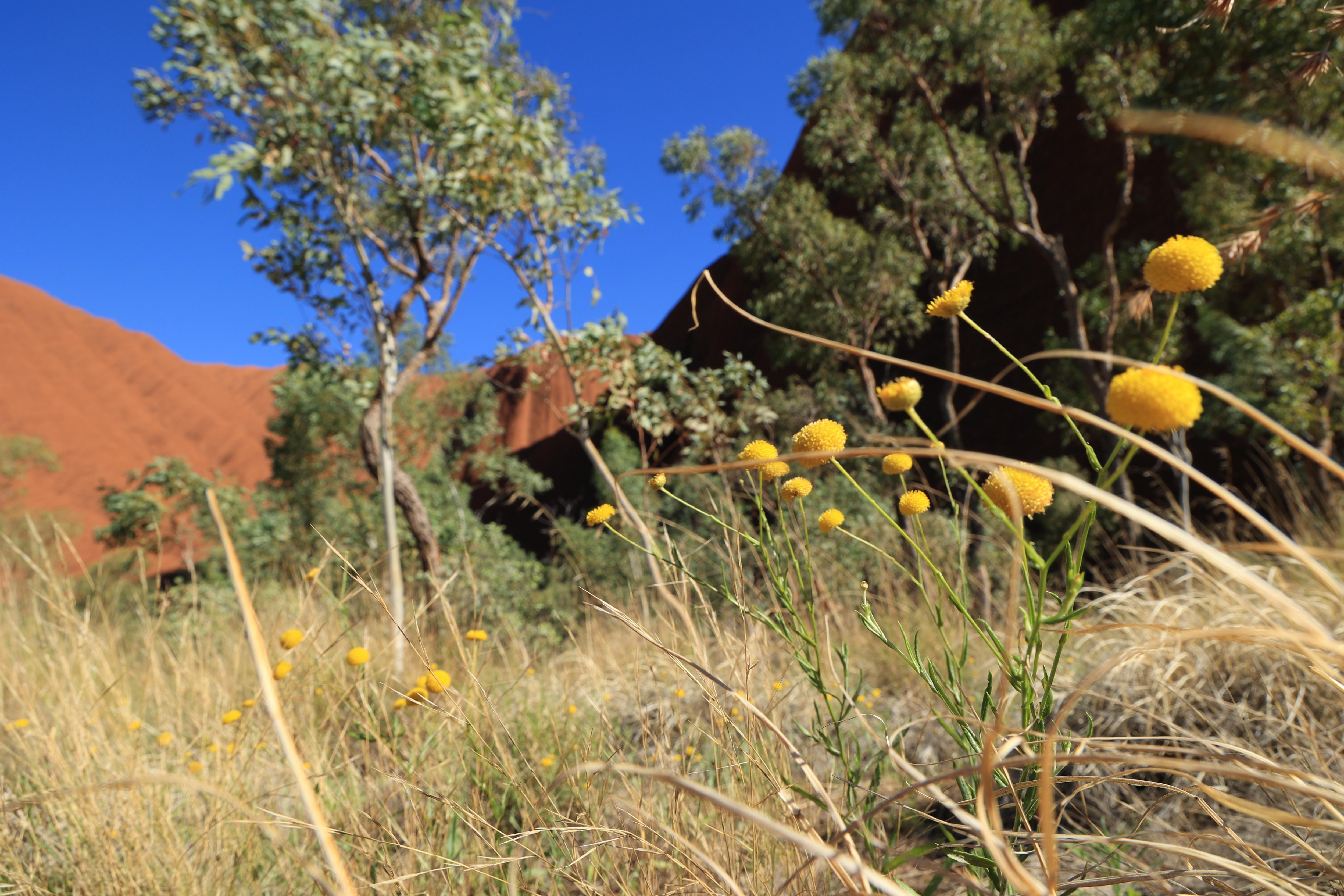 Dry buffel grass grows in the foreground while Uluru rises behind.