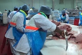 Meat workers wearing cloth hats cut beef and pork