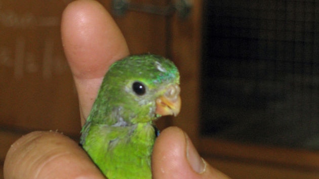 The endangered orange bellied parrot.