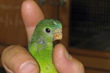 The endangered orange bellied parrot.