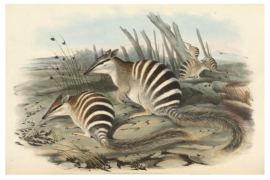 Two numbats in the foreground of a dry landscape, one eating termites, and three other numbats in the background
