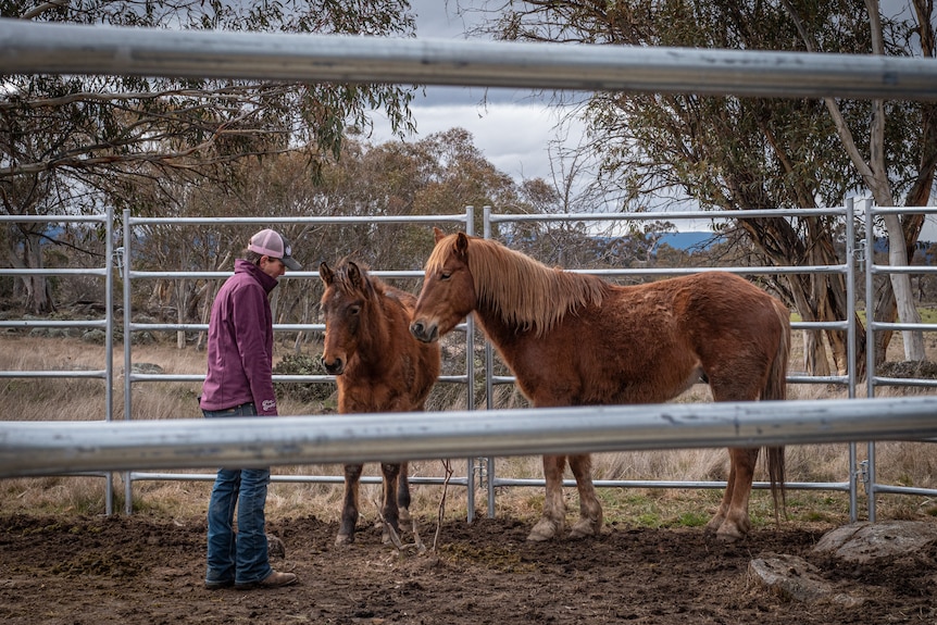 A woman in a purple jacket and cap stands in a yard with two brumbies.