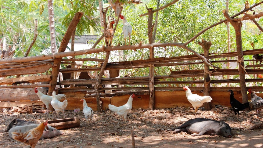 Chickens and pigs in a pen made of branches in Timor Leste