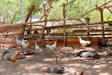 Chickens and pigs in a pen made of branches in Timor Leste