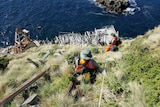 Parks and Wildlife staff descend on Tasman Island