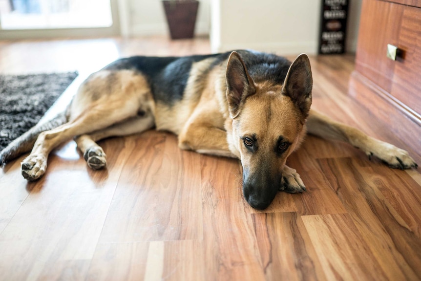 German shepherd lies on a wooden floor