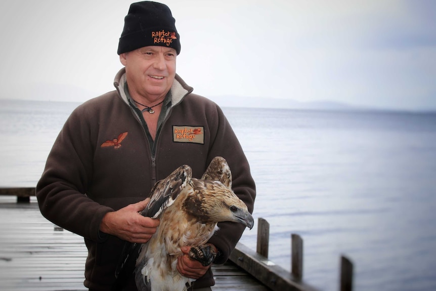 Craig Webb from Raptor Refuge holding a sea eagle on a dock, Tasmania, April 2020.