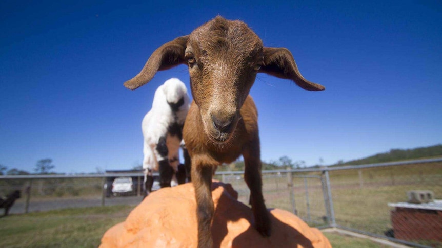 A miniature goat shoves his nose close to the camera.