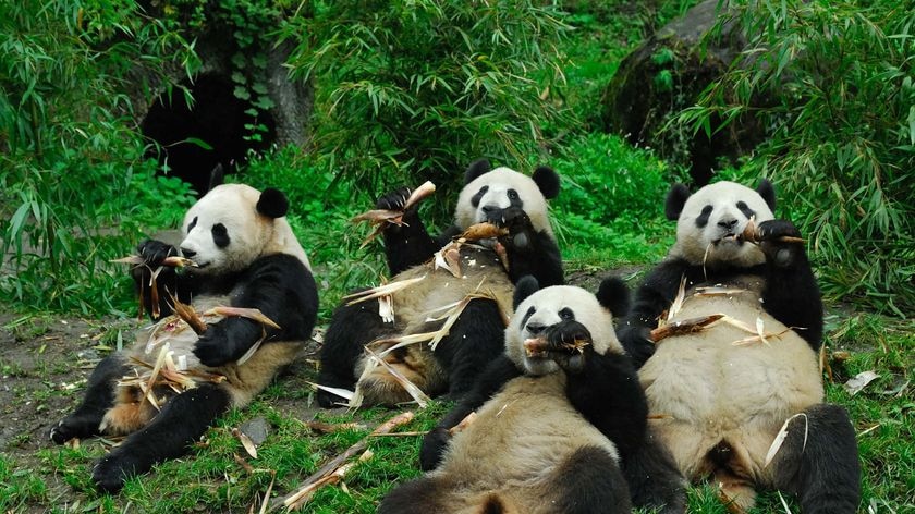 Giant pandas eat at the China Panda Protection and Research Centre