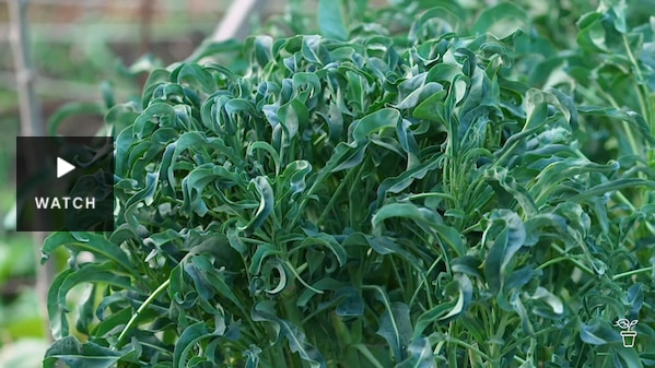 Italian Spigariello broccoli. Has Video.