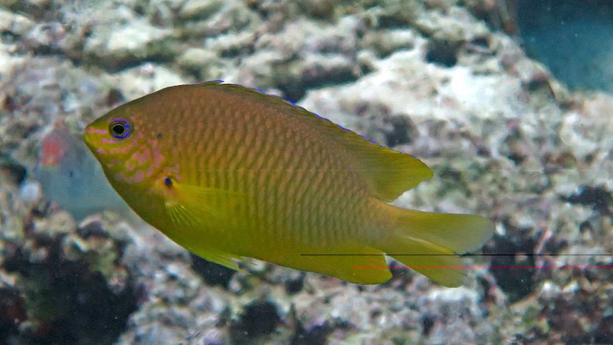 Ambon damselfish