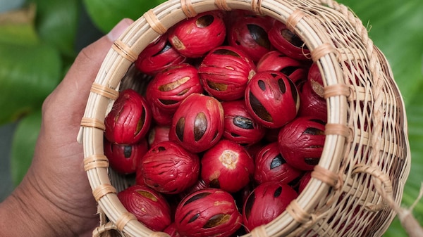 Nutmeg from Banda Islands Indonesia
