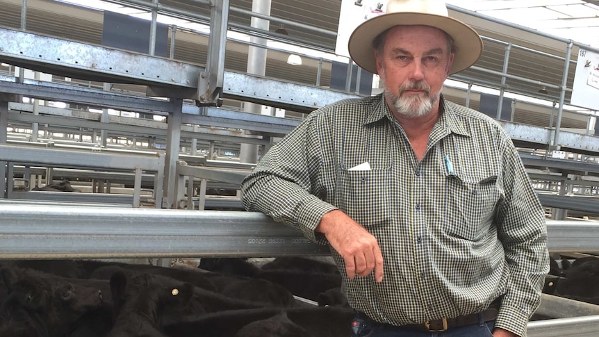 Beef producer Tony Haling stands in front of a pen of black heifers at the Tamworth Regional Livestock Exchange