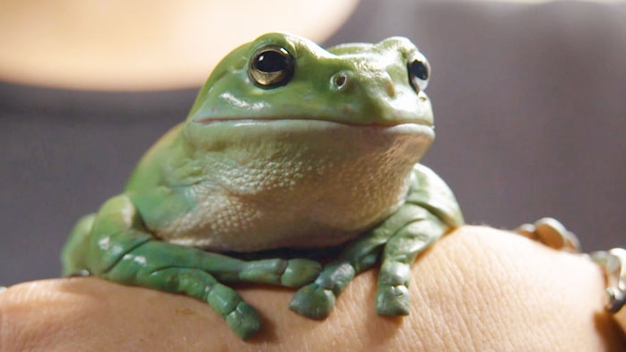 Large green frog sitting on person's hand