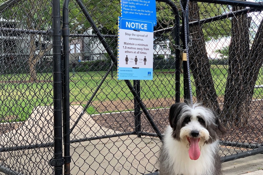 A dog sits outside the padlocked gate entrance to a dog park, with COVID-19 social distancing sign by council.