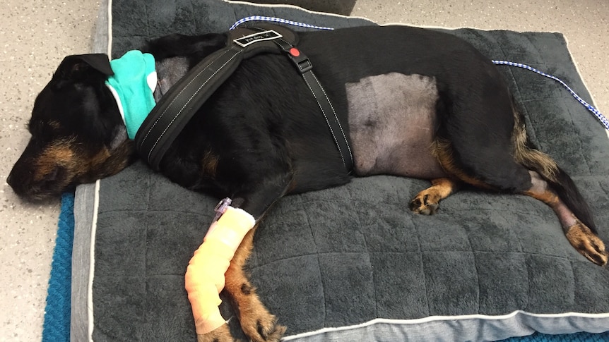 A sick black and tan dog lying on a bed.