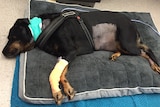 A sick black and tan dog lying on a bed.