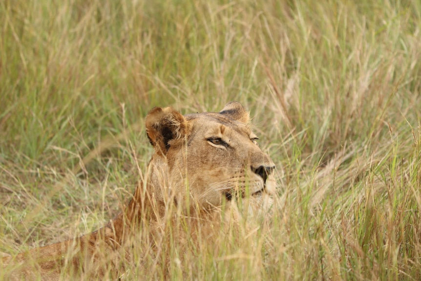 A female lion peers over long grass in an outdoor setting on a sunny day.