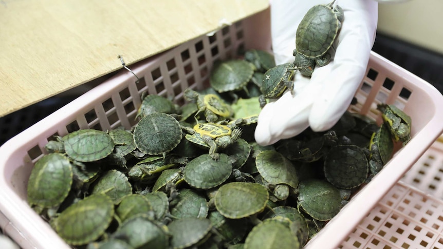 A plastic basket filled with baby turtles.