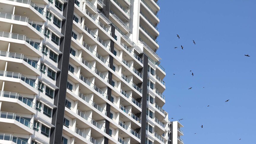 A flock of birds flying next to a high-rise apartment building.