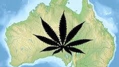 Australian lawful use of cannabis alliance logo