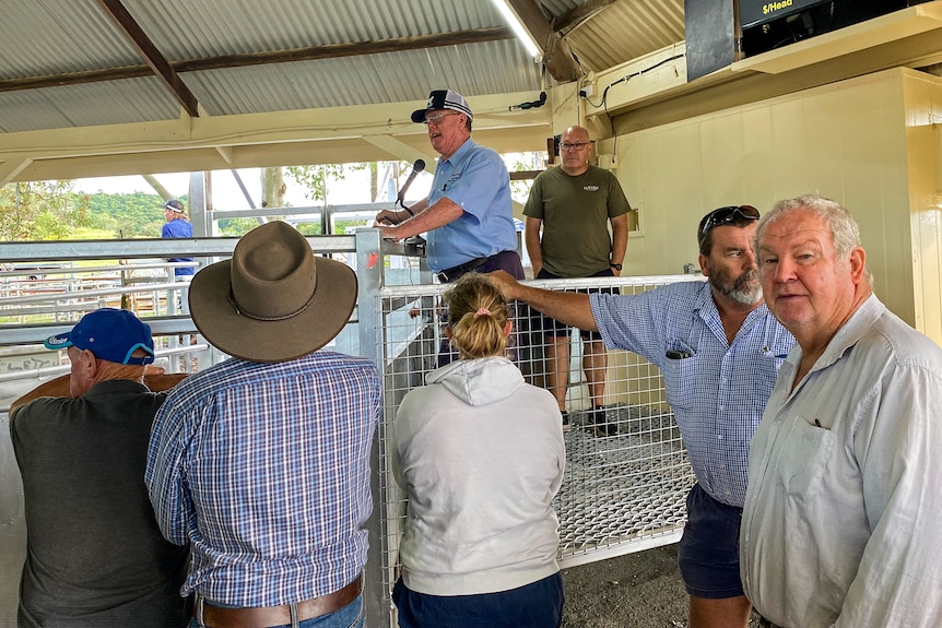 An auctioneer selling cattle at the Lismore Saleyards with buyers and sellings looking on.