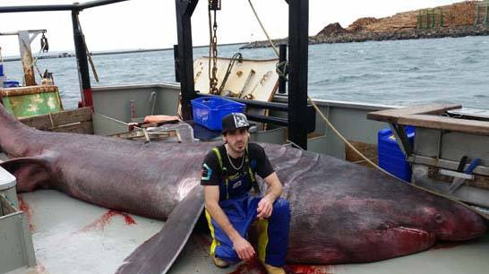 Basking shark caught by trawler near Portland, Victoria