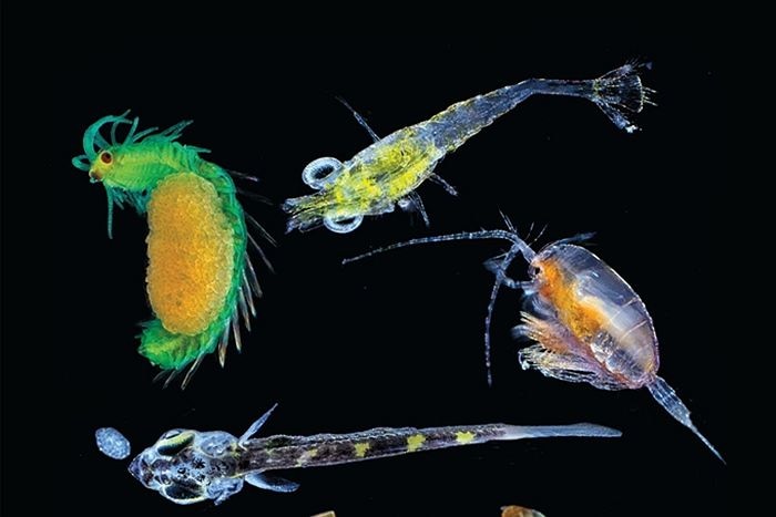 Plankton collected in the Pacific Ocean