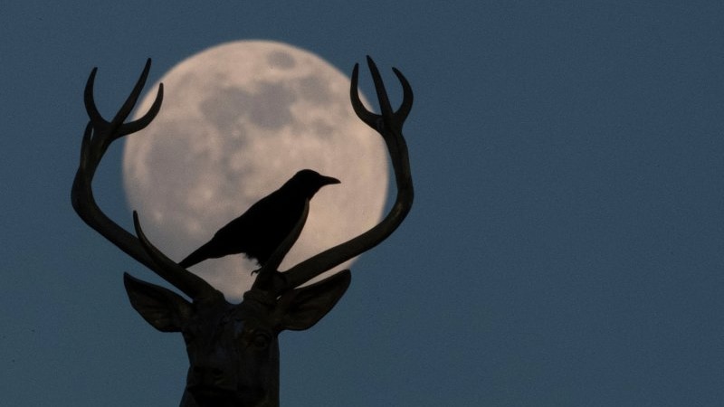  A crow sits on the antlers of a stag in front of a full moon