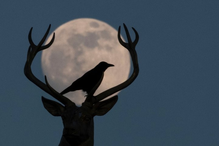 A crow sits on the antlers of a stag in front of a full moon