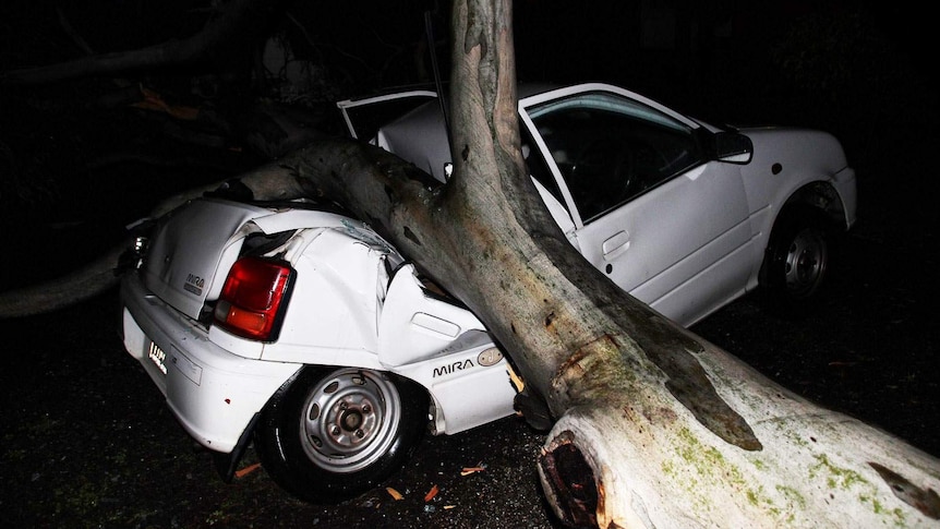 A car crushed by a fallen tree.