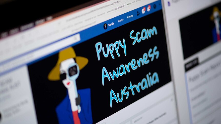 Puppy Scam Awareness Australia Facebook page on a computer.