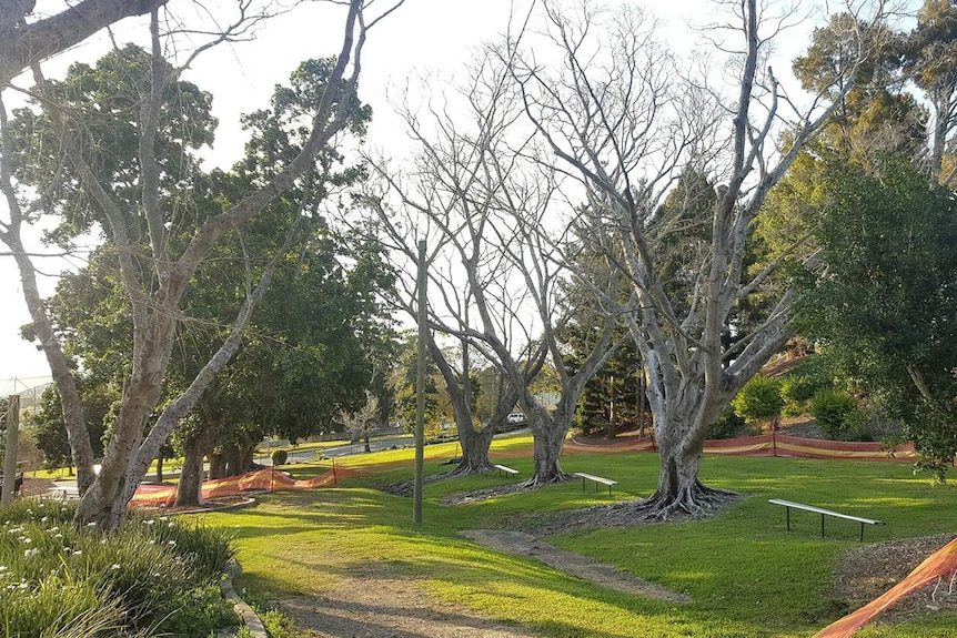Some of the trees poisoned at Queens Park