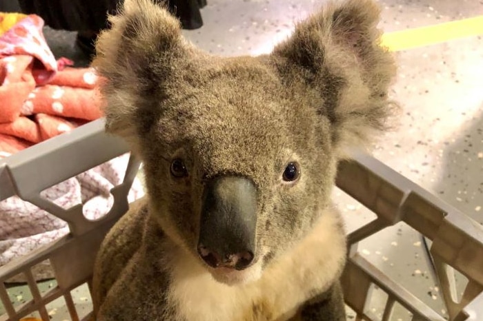 A koala sitting in a crate looks at the camera.