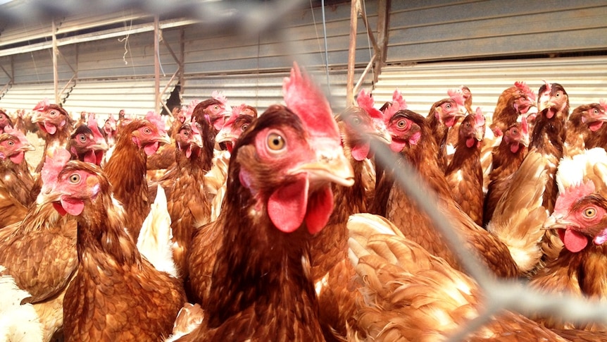 Free range chooks at Glenview Poultry Farm