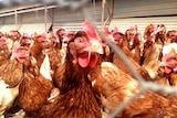 Free range chooks at Glenview Poultry Farm