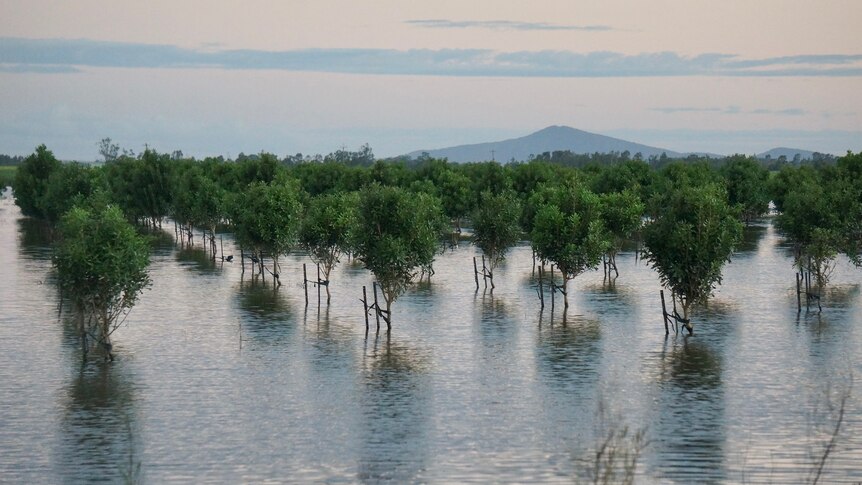 A flooded crop in farm land.