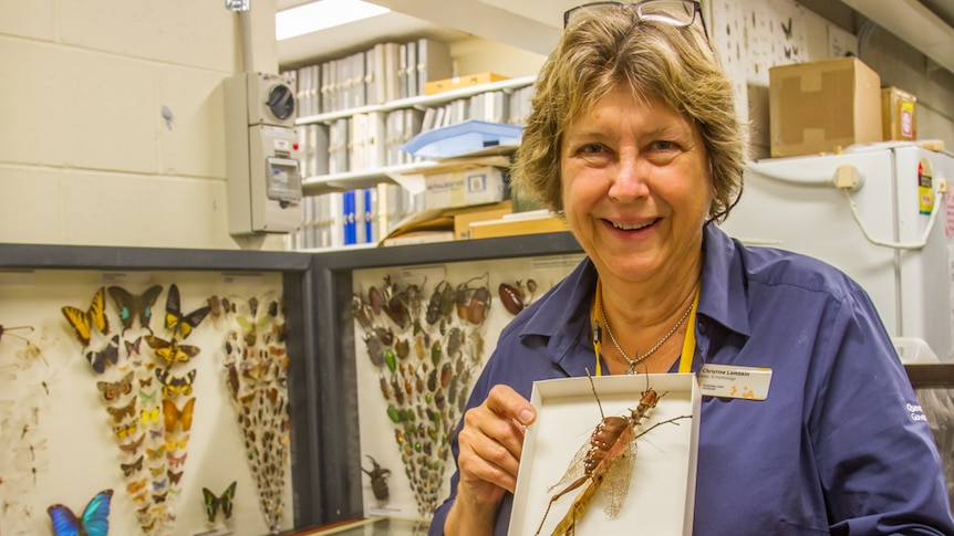 Dr Christine Lambkin with the Queensland Museum's vast beetle collection
