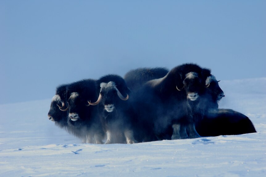 A herd of musk oxen huddle in the snow.