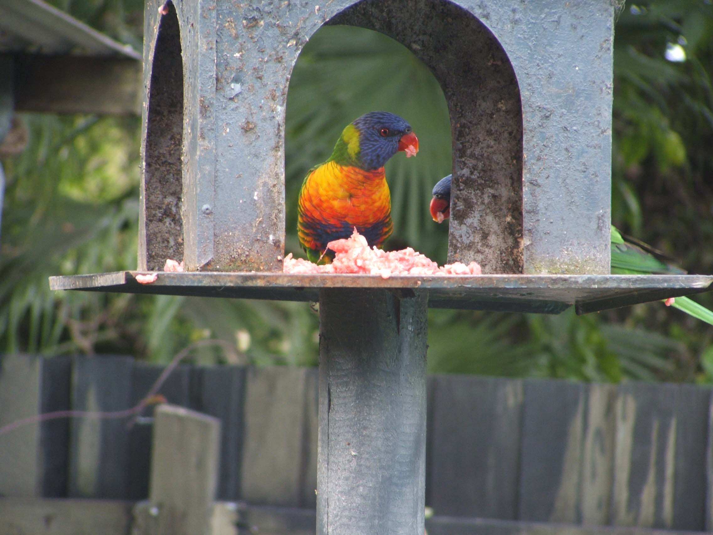 Rainbow lorikeets eating meat leaves bird experts astonished ABC News