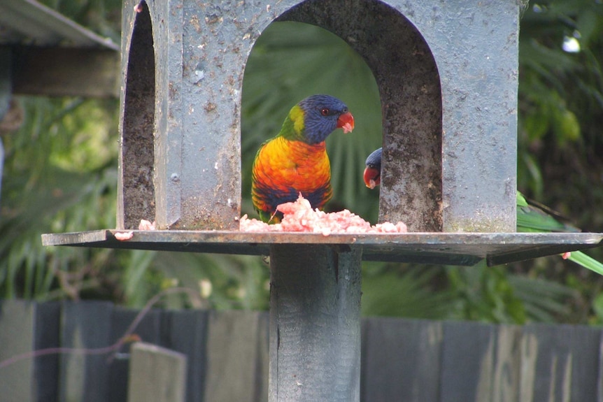 lorikeet eating meat 4