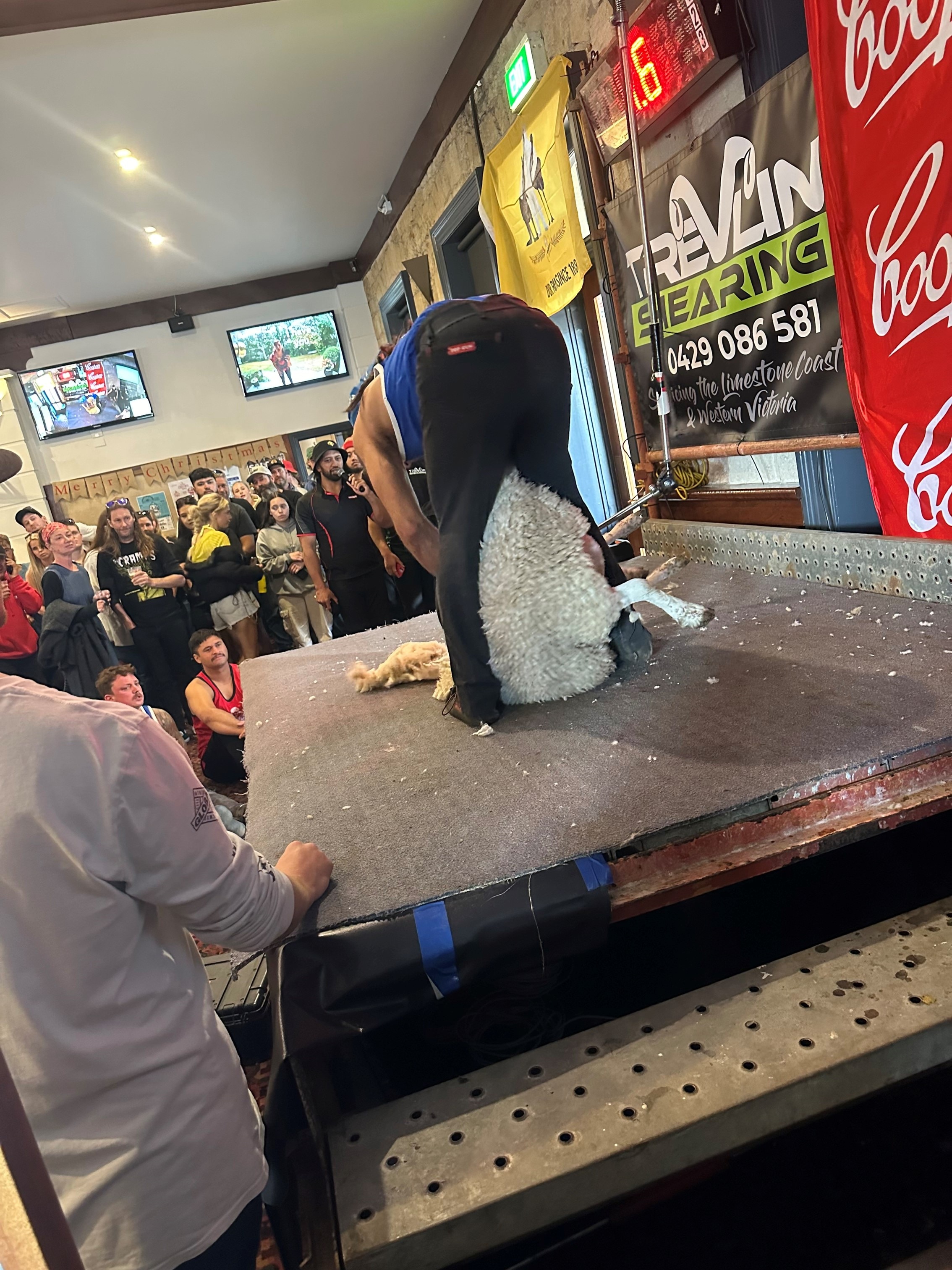 a man wearing a blue singlet shears a sheep in front of people