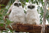 Two fluffy white powerful owl chicks sitting side by side on a branch