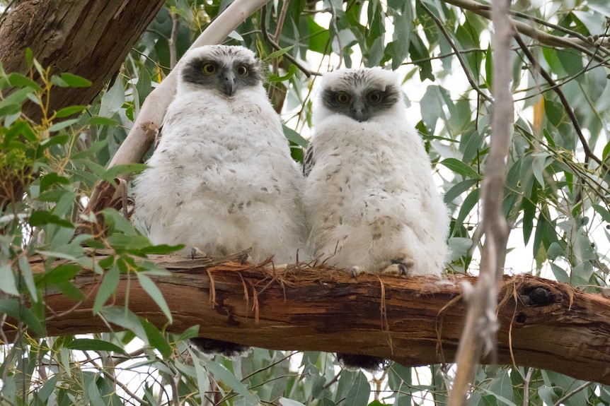 Two fluffy white powerful owl chicks sitting side by side on a branch